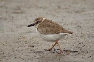 Plover, Wilson's, 2010-01318517 St. Petersburg, FL